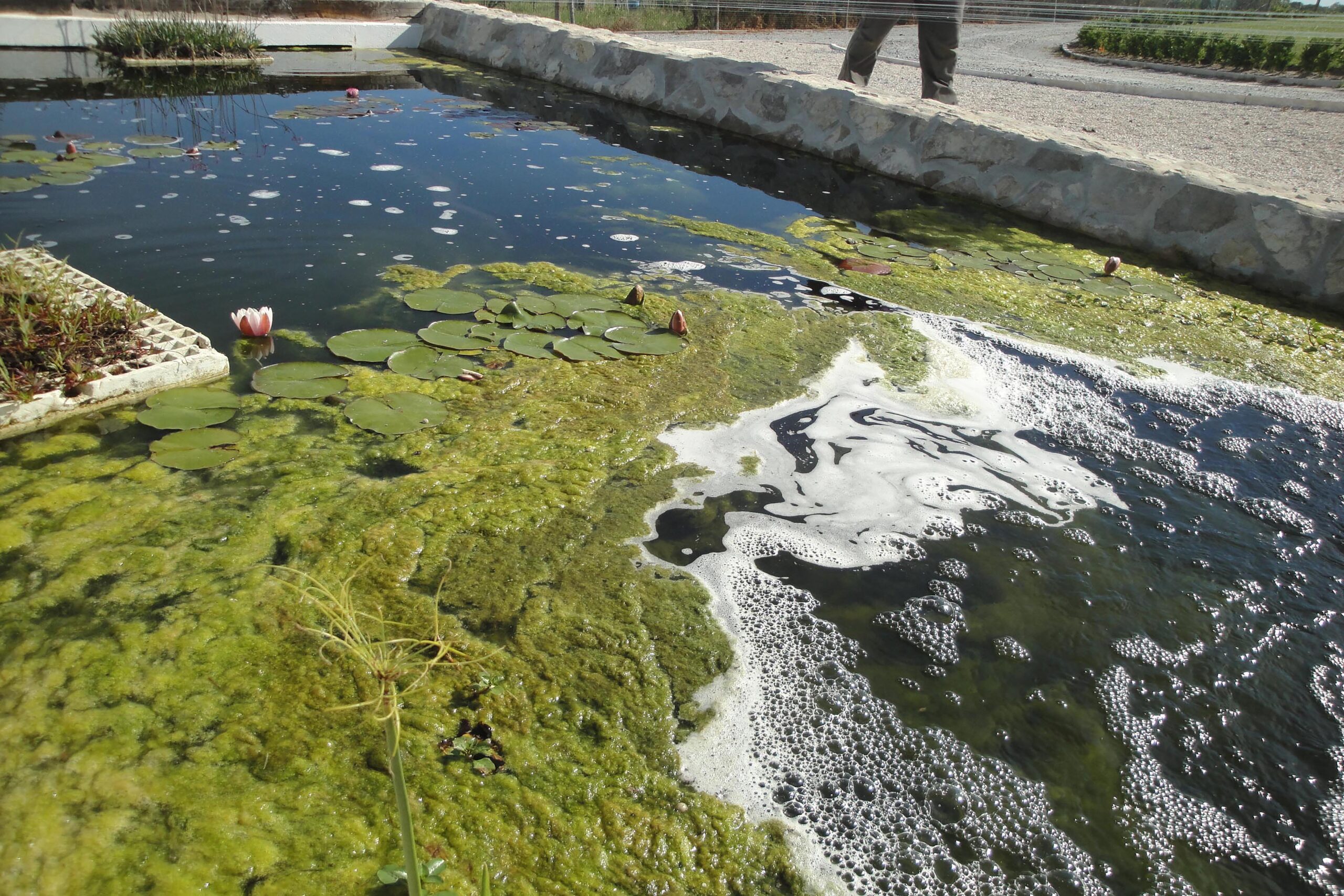 Waterbodemsanering, algencontrole, oppervlaktewater verontreiniging, Remediación del fondo del agua, control de algas, contaminación de aguas superficiales, Bottensanering av vatten, algbekämpning, ytvattenföroreningar, Oprensning af vandbunden, algebekæmpelse, forurening af overfladevand, Sanierung des Gewässergrunds, Algenbekämpfung, Oberflächenwasserverschmutzung, Water bottom remediation, algae control, surface water pollution, Bonifica dei fondali, controllo delle alghe, inquinamento delle acque superficiali, Remediação do fundo do mar, controlo de algas, poluição das águas superficiais, Bottensanering av vatten, algbekämpning, ytvattenföroreningar